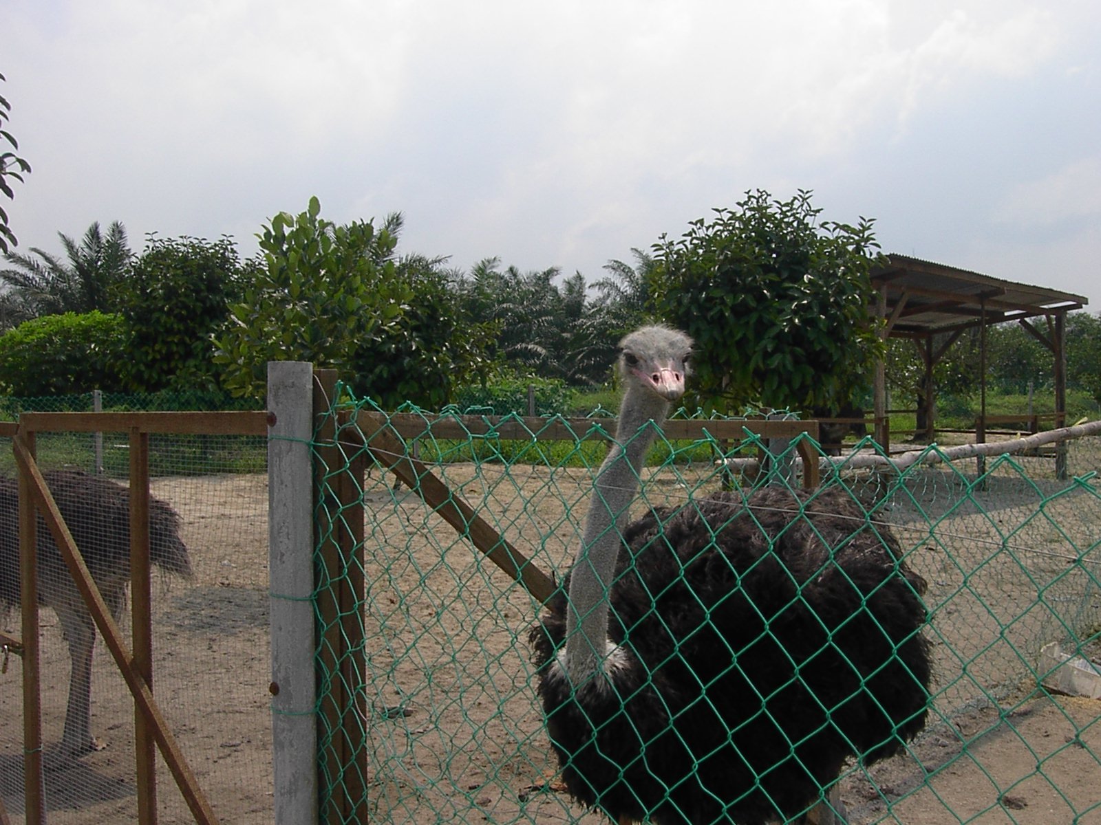 PD Ostrich & Pets Show Farm